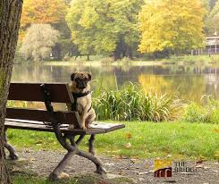 Do funeral homes do cremations? The Bridge Pet Funeral Service Home Facebook