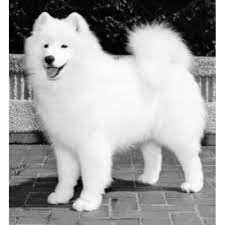 We did not find results for: Rexann Samoyeds Samoyed Breeder In Elizabeth Indiana