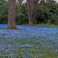 Image result for Loxodera bovonei