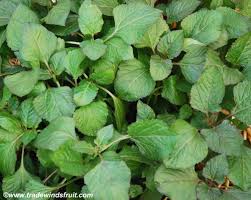 Image result for Landolphia owariensis