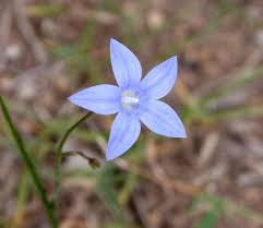 Image result for Wahlenbergia erecta