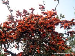 Image result for Millettia oblata