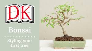Visualize the finished product while selecting a bonsai tree. Bonsai Styling Your First Bonsai Tree Youtube