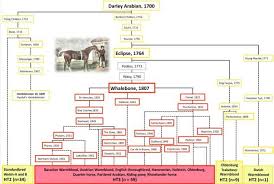 Pedigree Chart From The Darley Arabian Horses Horses
