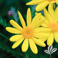 Image result for Euryops chrysanthemoides