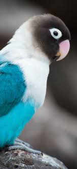 We've gathered more than 5 million images uploaded by our users and sorted them by the most popular ones. Blue Feather Parrot Bird Gray Background 1242x2688 Iphone 11 Pro Xs Max Wallpaper Background Picture Image
