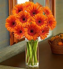Image result for Gerbera