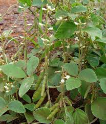 Image result for Neonotonia wightii