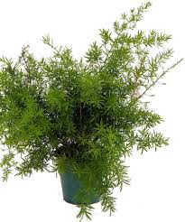 Image result for A. densiflorus Sprengeri