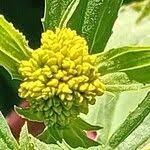 Image result for Flaveria trinervia