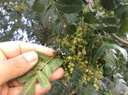 Image result for Schinopsis