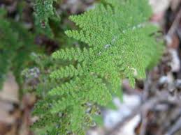 Image result for Cheilanthes involuta