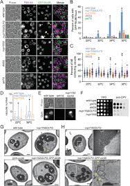 Plant cell vacuoles tend to store a great deal of. Nuclear Envelope Vacuole Contacts Mitigate Nuclear Pore Complex Assembly Stress Biorxiv