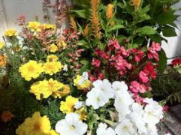 Day 327 Flowers Began Changing The Way The World Looked Almost As Soon As They Appeared On Earth About 130 Million Y Floral Education Planting Flowers Plants