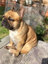 However, naming your frenchie should not be difficult; 120 Male French Bulldog Names Brindle French Bulldog Fawn French Bulldog French Bulldog Funny