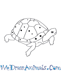How To Draw A Spotted Turtle For the first few steps, don't press down too hard with your pencil. how to draw a spotted turtle