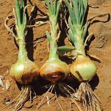Maybe you would like to learn more about one of these? Yellow Sweet Spanish Onion Seeds Urban Farmer