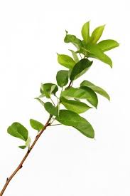 It's easy as pie as long as you have a place for it to grow.we don't.yet! Pear Tree Propagation Tips On Growing Pear Trees From Cuttings