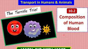 Cell, organelle, cell membrane pages: Bio 111 Chapter 2 Descarga Gratuita De Mp3 Bio 111 Chapter 2 A 320kbps