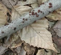 Image result for Hypoxylon multiforme