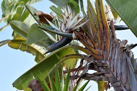 Image result for Strelitzia nicolai