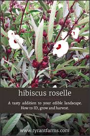 As promised, here are a few more hibiscuses that i've photographed recently. How To Id Grow Harvest Use Edible Hibiscus Roselle Plants All Parts Of The Plants Are Edible And Delicious Hibiscus Plant Edible Landscaping Roselle Plant