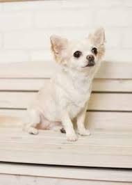 ミディアム サマーカット 愛犬の友 ヘアスタイルカタログ チワワ 犬 わんちゃん