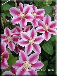 Click here to find out more. Angela Clematis Clematis Beautiful Flowers Garden Flower Seeds