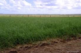 Image result for Digitaria bidactyla