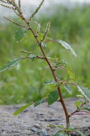 Image result for Amaranthus spinosus