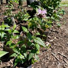 Image result for Streptocarpus montis-bingae