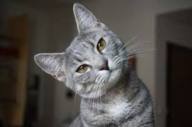 To Help Prevent Hairballs Add A Teaspoon Of Olive Oil To Your Cat S Food It Can Also Help Provide A Shiny Coat First Time Cat Owner Animals Funny Cats Cats