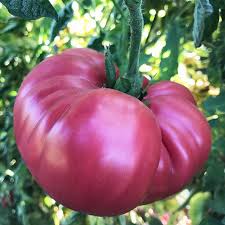 Brandywines have the distinctive characteristic of bushy foliage that resembles that of a potato plant. Brandywine Sudduth S Strain Heirloom Tomato Seeds
