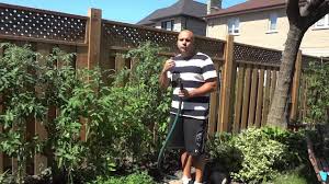 While there's no exact science, the frequency of which your baby plants need to be watered tends to depend on a number of factors including where they're located and how old they are. How Often To Water Tomato Plants Gardening Advice Youtube