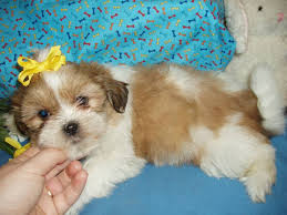 We did not find results for: Shih Poo Shih Tzu Poodle Mix Facts Temperament Training Diet Puppies Pictures
