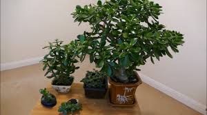 Bonsai money tree, buy or order in the online store on livemaster with delivery. Money Tree Bonsai Gta V Earn Money Single Player