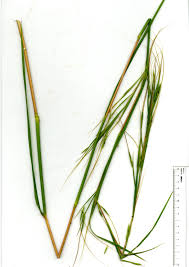 Image result for Hyperthelia dissoluta