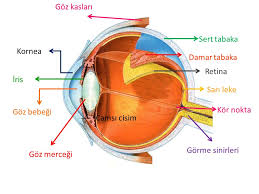 Duyu Organlarimiz Ppt Indir