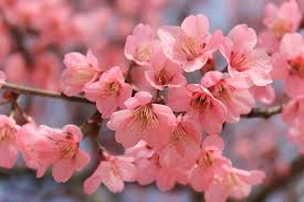 Wallpaper bunga sakura terindah 59 pictures bunga sakura. 550 Sakura Flower Pictures Download Free Images On Unsplash