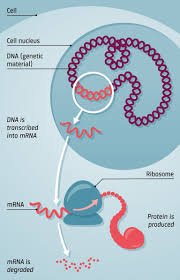 Find the latest moderna, inc. What Is An Mrna And What Is Its Function Covid 19 Vaccination Explained