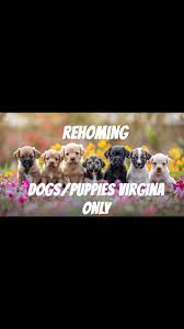 I'd like to share my Rehoming page with y'all all help me grow it! All are  welcome to join 👏🏼  https://www.facebook.com/share/g/1MuomTfmjf/?mibextid=wwXIfr