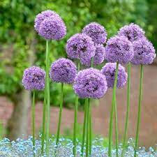 Gladiator Allium In 2020 Allium Flowers Bulb Flowers Fall Bulbs