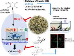 Image result for Dicliptera minor