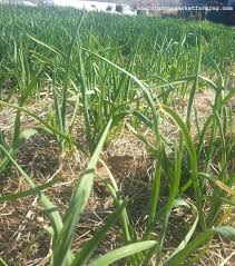 If you are growing leeks from seed, you need to get started early as leeks are slow growing and it is best to start them. Bulb Onion Growth Stages Sustainable Market Farming