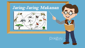Gambar bagan rantai makanan pada ekosistem perairan. Jaring Jaring Makanan Pengertian Fungsi Jenis Dan Berikut Contohnya