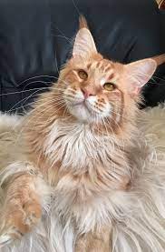Pin On Cats