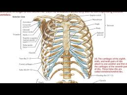 Hindi meaning of the chest , the chest ka matalab hindi me, the chest का मतलब (मीनिंग. Ribs In Hindi Youtube