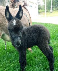 Check spelling or type a new query. Miniature Donkeys For Sale At Seein Spots Farm Miniature Donkeys And Mules Ballard California