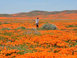 But poppies are also fickle—and this year isn't shaping up to be a good. Photos Of California Poppies Bursting Into Bloom After Drought