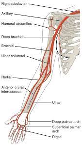 The brachial artery is the main supply of arterial blood to the arm, forearm, and hand. Upper Arm Artery Anatomy Www Anatomynote Com Arteries Anatomy Arteries And Veins Medical Anatomy